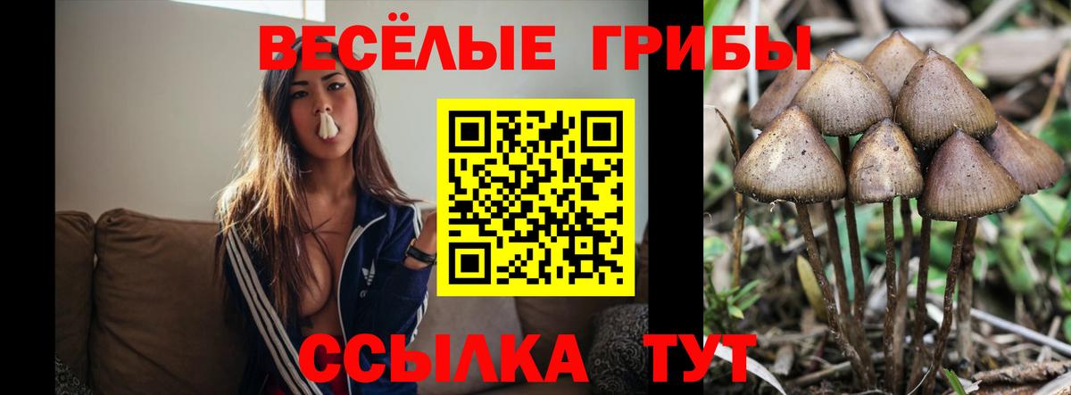Псилоцибиновые грибы Magic Shrooms  Псилоцибиновые грибы прущие грибы  как найти закладки  Камышин  Вход с VPN 